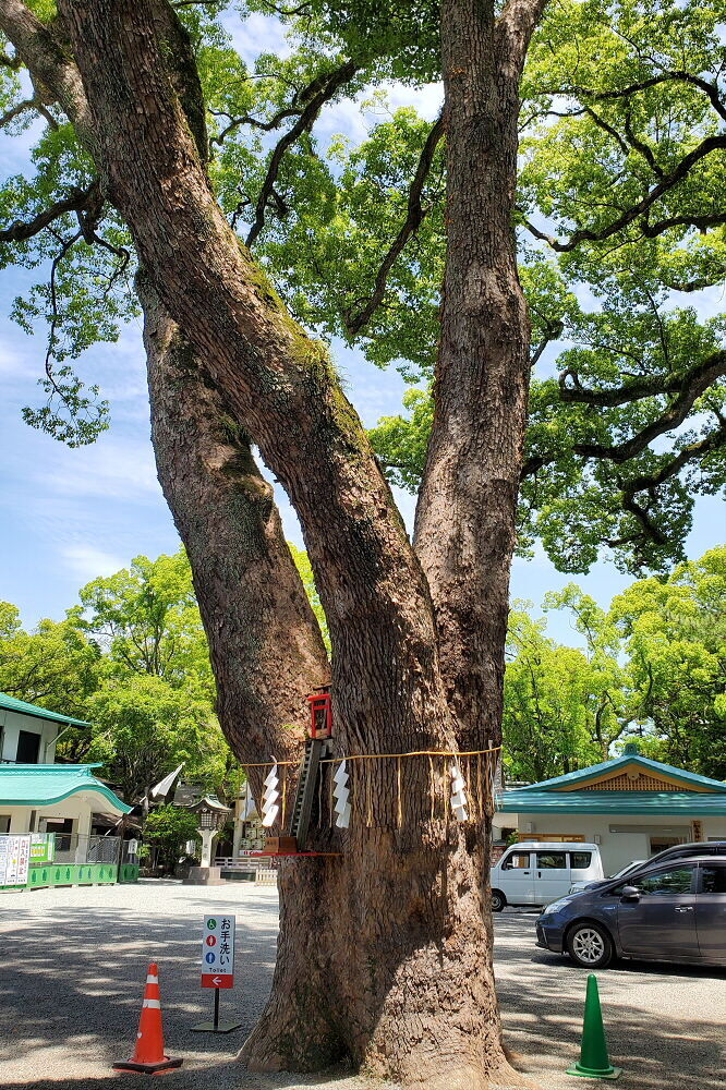 加藤神社 御神木