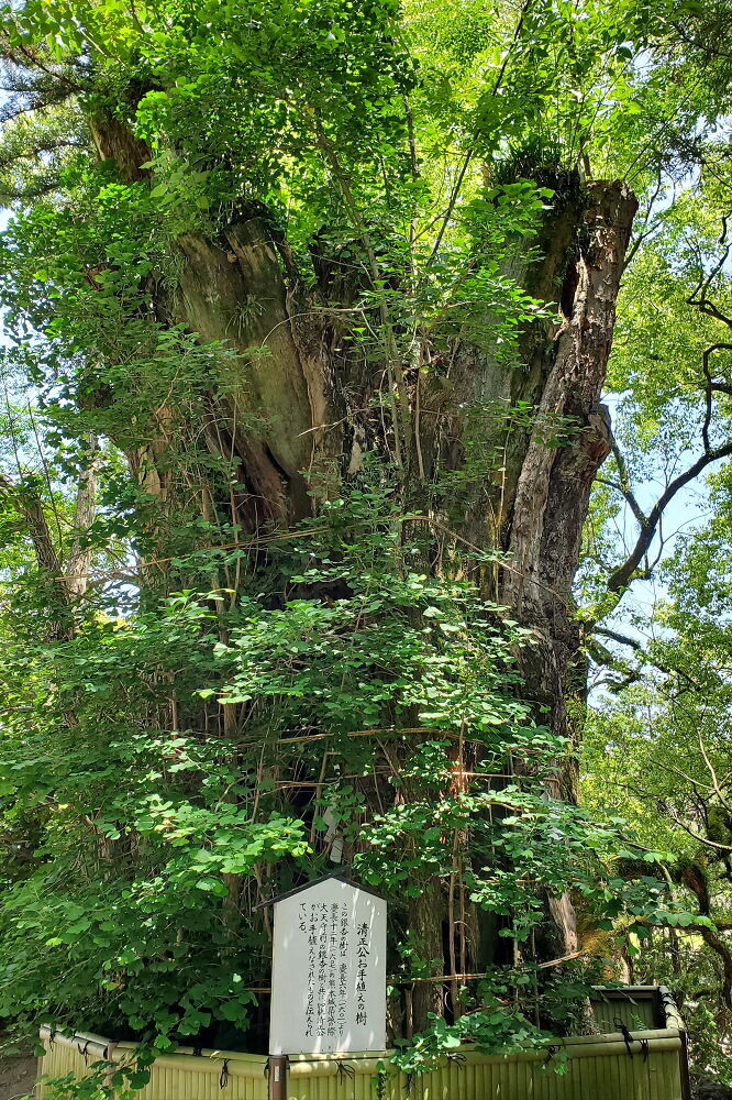 加藤神社 清正公お手植えの銀杏