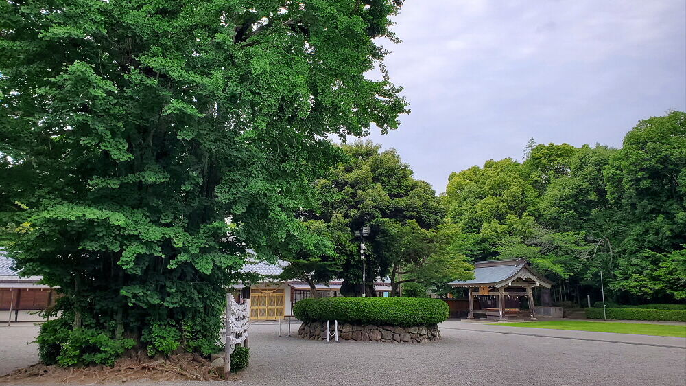 健軍神社 子宝イチョウ