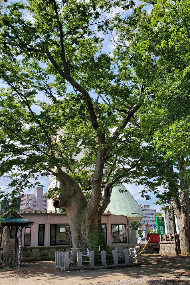 阿邪訶根神社 御神木