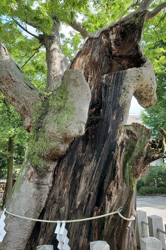 阿邪訶根神社 御神木