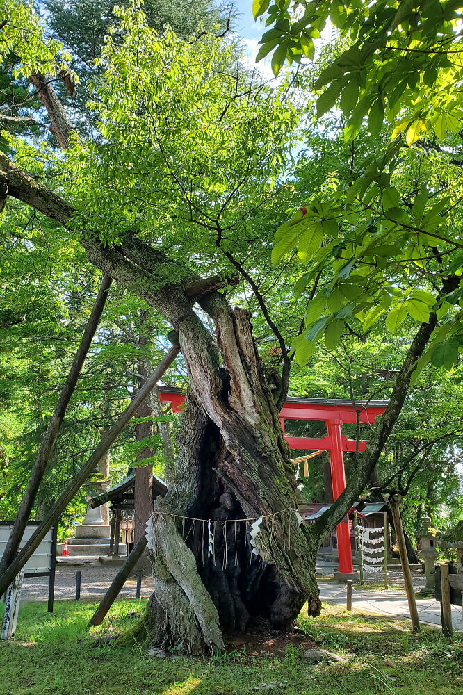 蚕養国神社 峰張桜