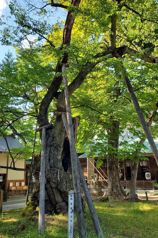 蚕養国神社 峰張桜