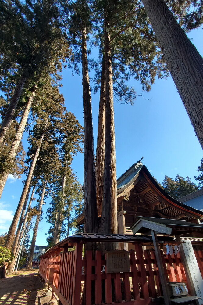 櫛引八幡宮 三本杉