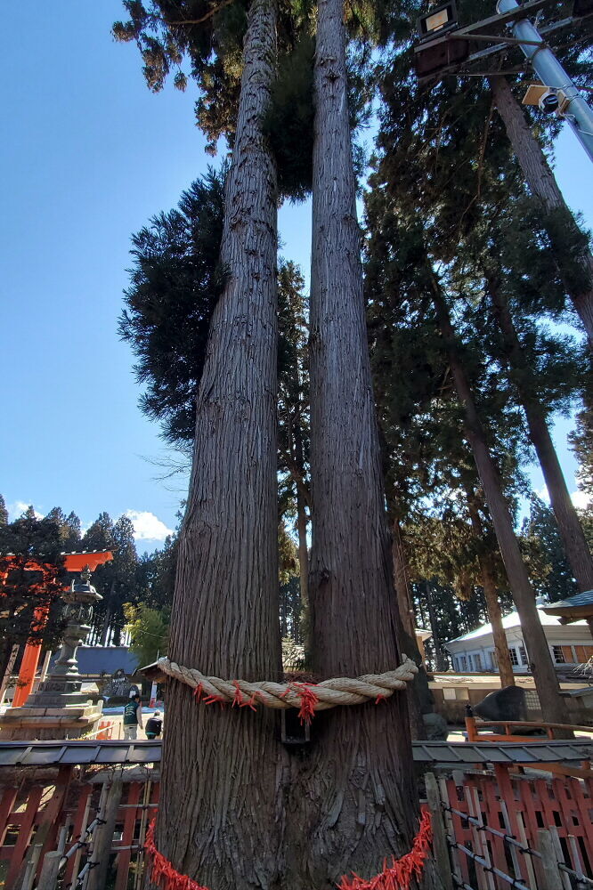 櫛引八幡宮 夫婦杉