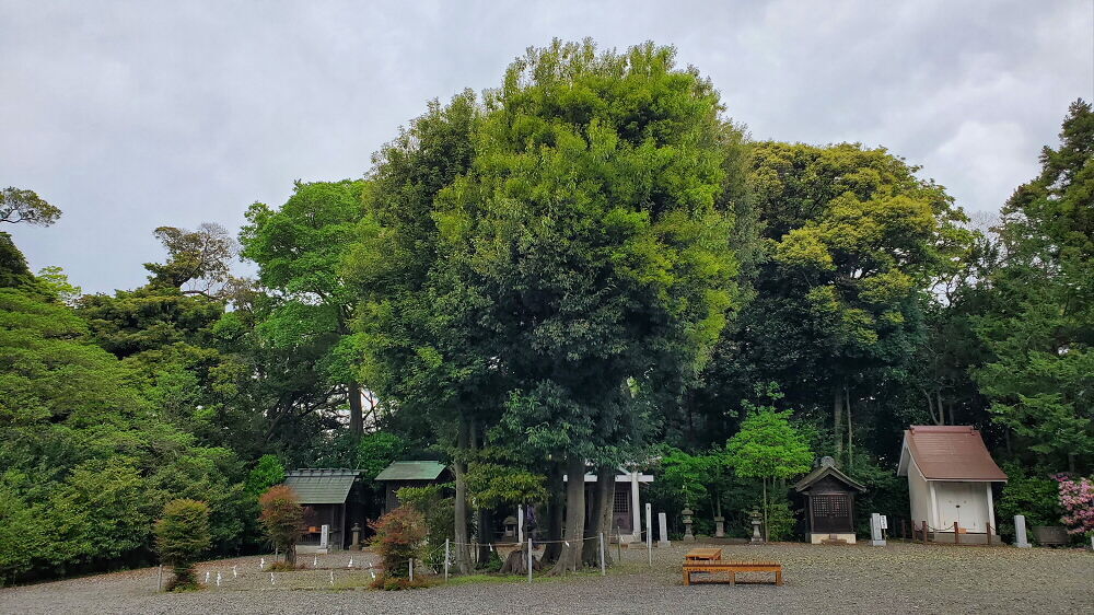 鵠沼皇大神宮 御神木