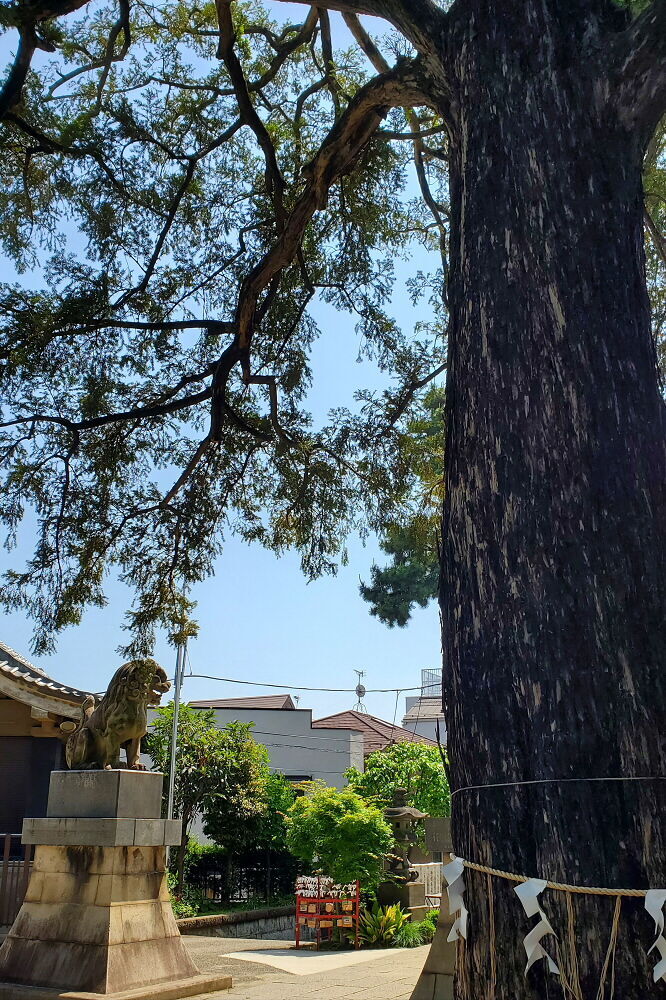 下神明天祖神社 御神木と大狛犬