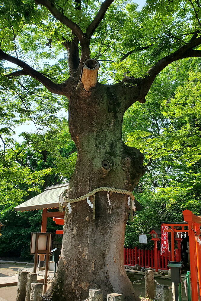 新田神社 御神木