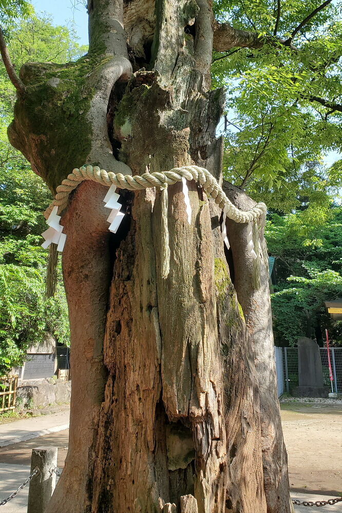新田神社 御神木