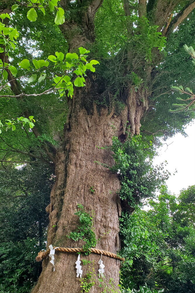 荏柄天神社 大銀杏