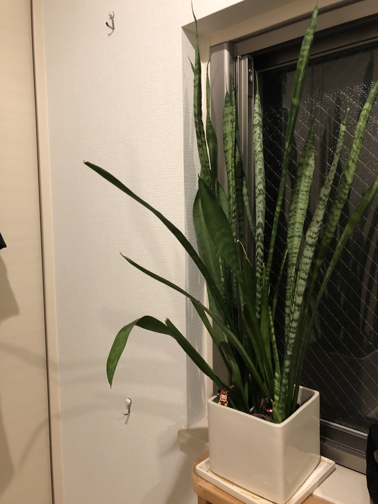 トップ100 Ikea 観葉 植物 枯れる すべての美しい花の画像 トップ100 Ikea 観葉 植物 枯れる すべての美しい花の画像