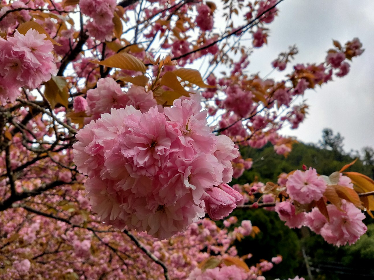 f:id:shingo_shiraishi:20200418232015j:image f:id:shingo_shiraishi:20200418232015j:image