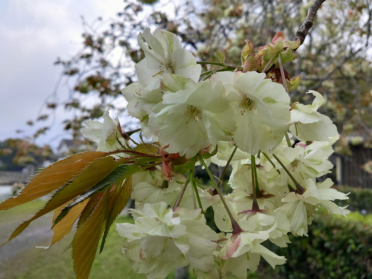 f:id:shingo_shiraishi:20200418232204j:image f:id:shingo_shiraishi:20200418232204j:image