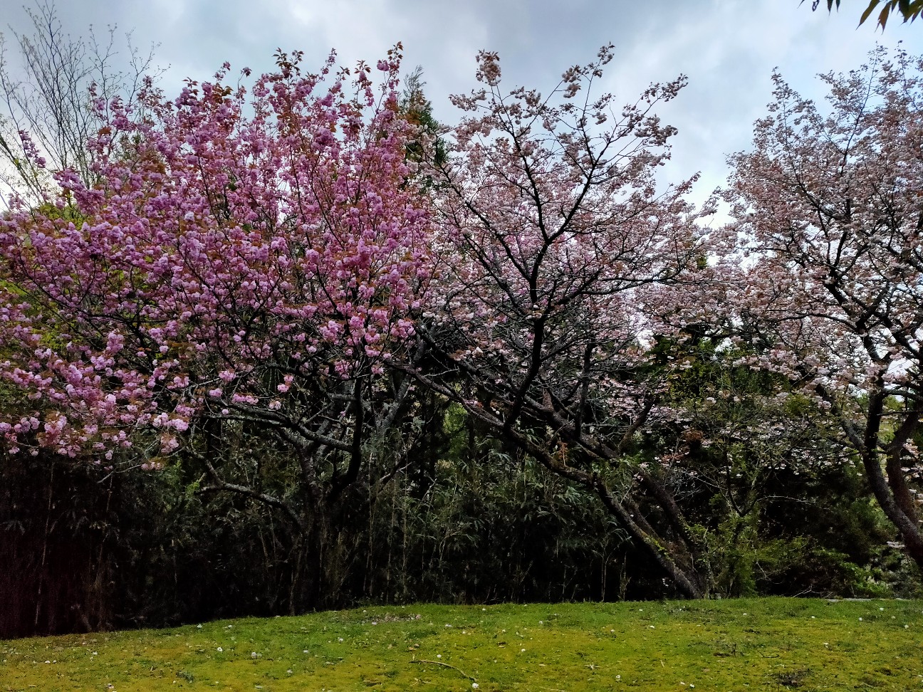 f:id:shingo_shiraishi:20200422213108j:image