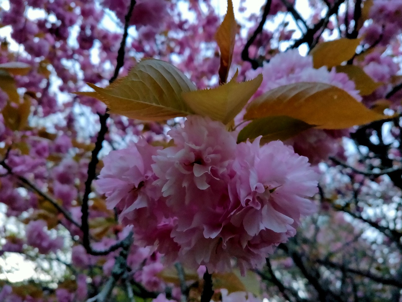 f:id:shingo_shiraishi:20200422213121j:image