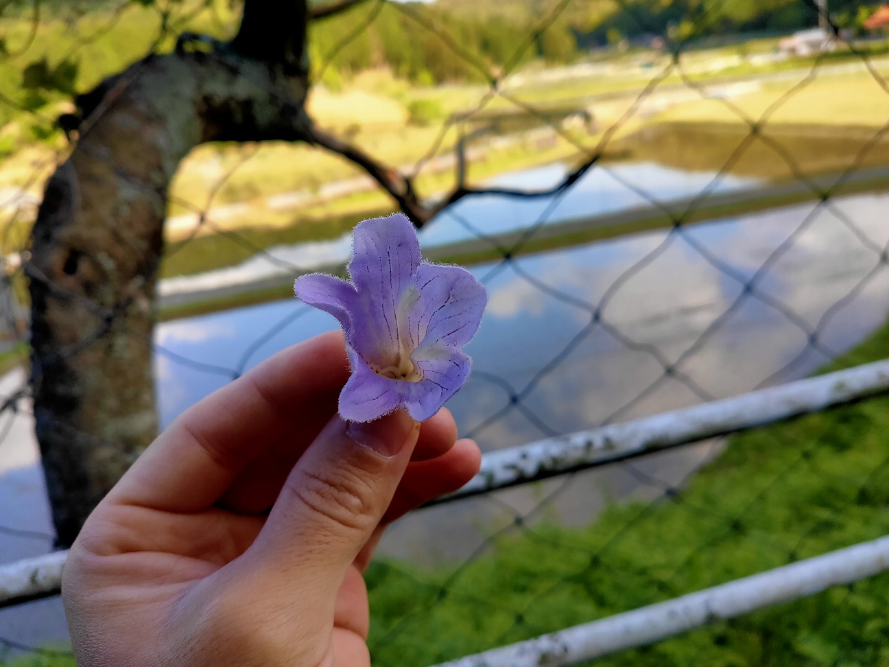 f:id:shingo_shiraishi:20200513231455j:image