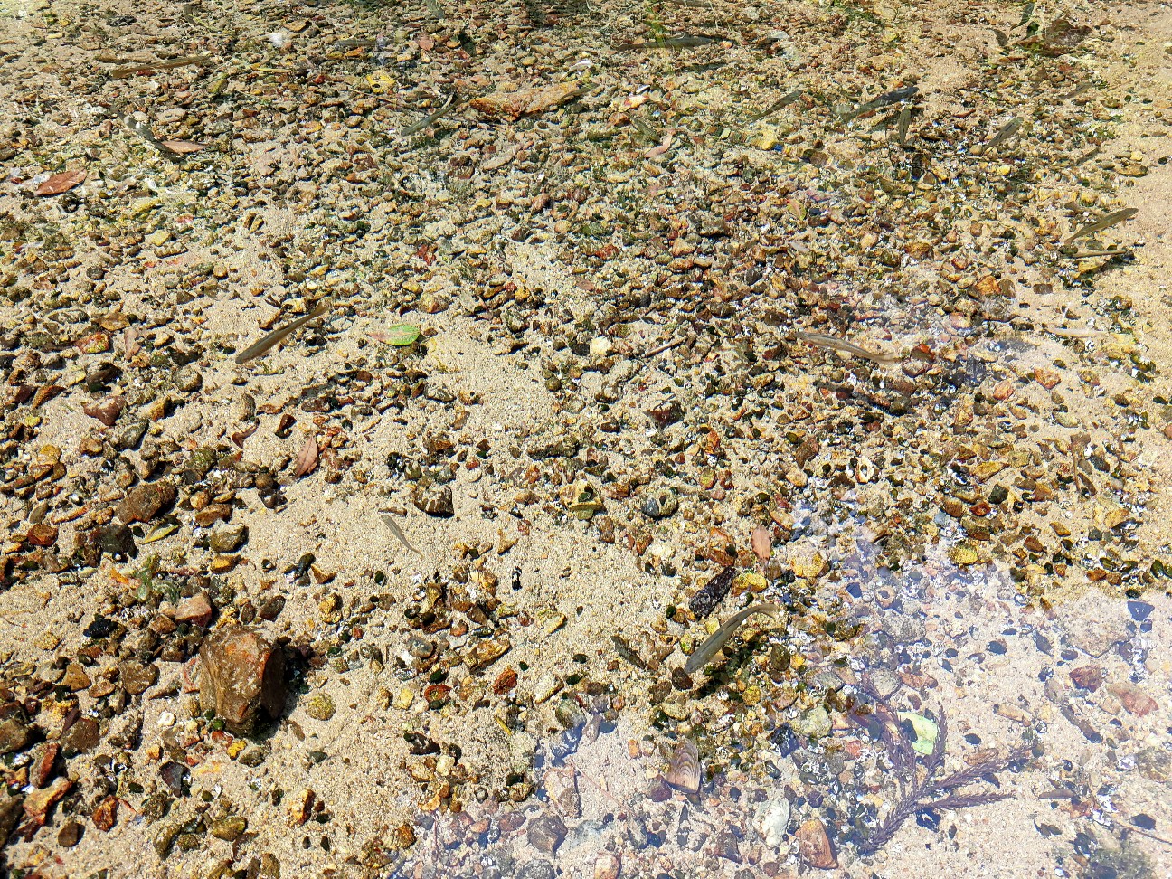 f:id:shingo_shiraishi:20200524165459j:image