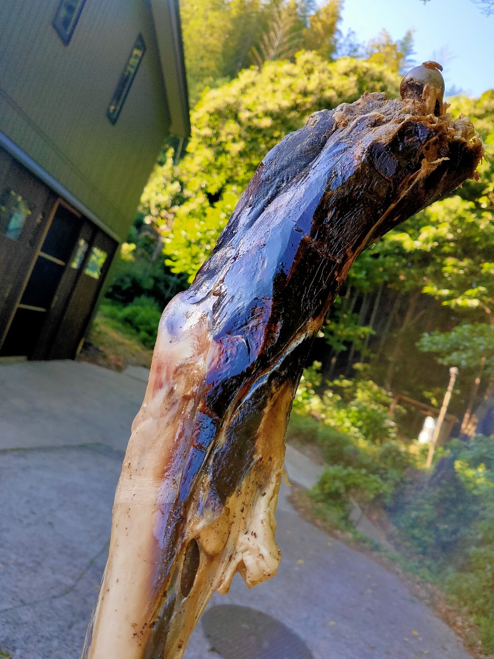 f:id:shingo_shiraishi:20200614162224j:image