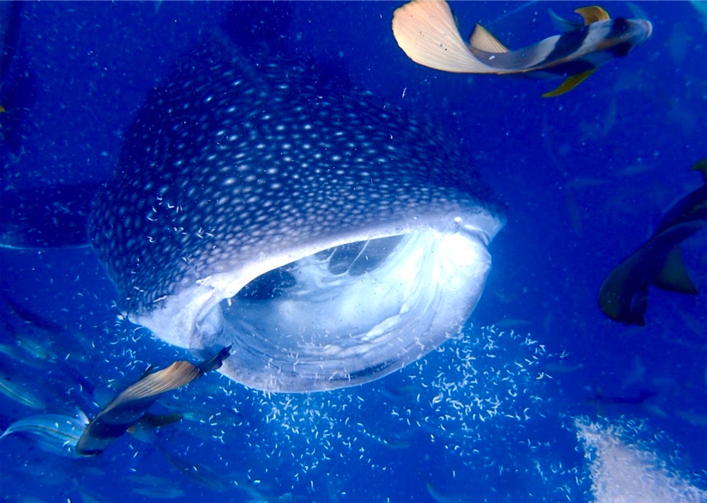 f:id:shingosfc:20240812170931j:image