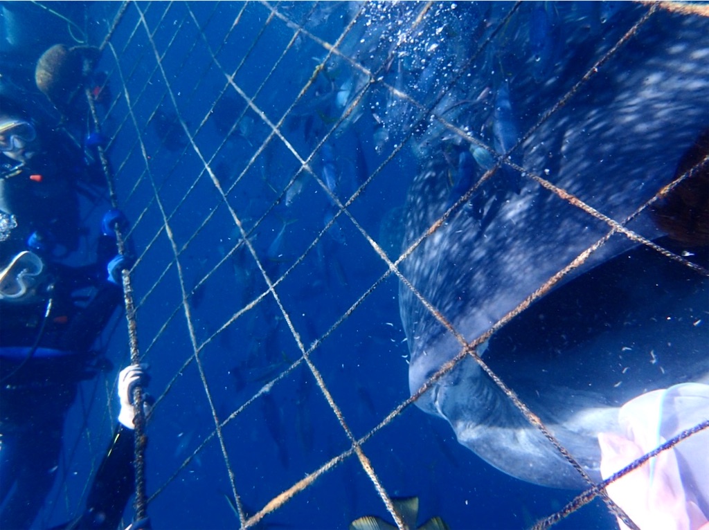 f:id:shingosfc:20240812171751j:image