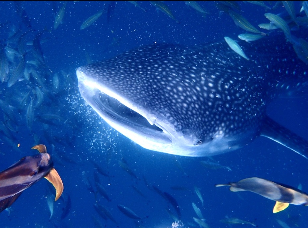 f:id:shingosfc:20240812172132j:image