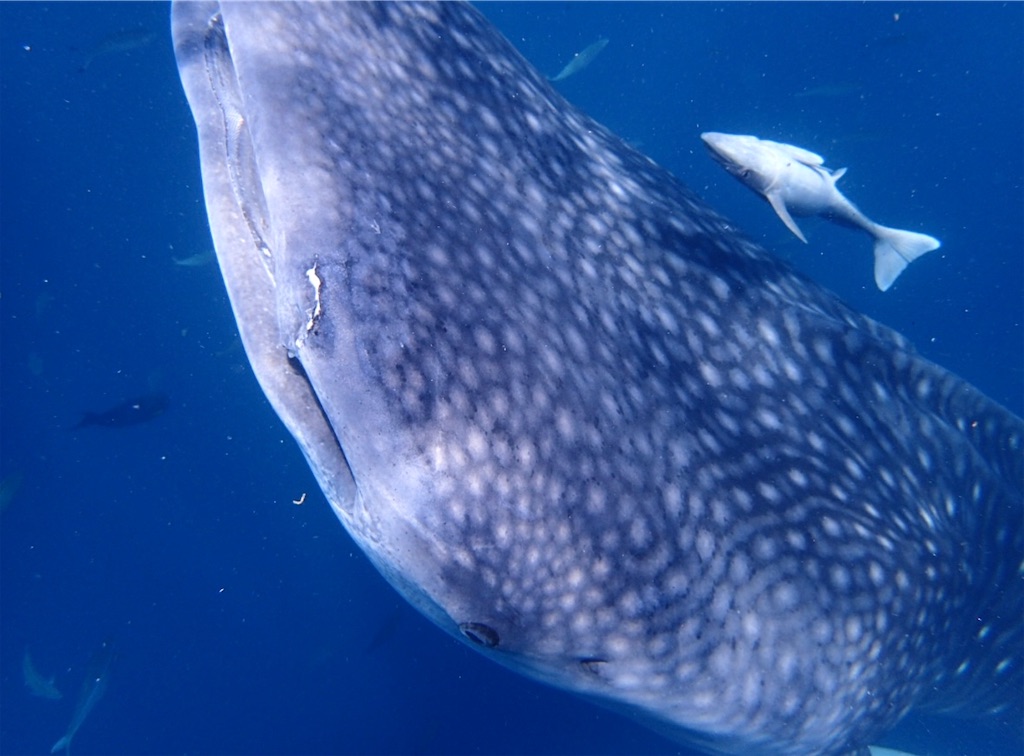 f:id:shingosfc:20240812192509j:image