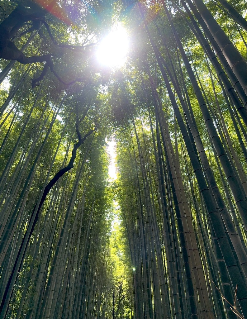 f:id:shingosfc:20250728222855j:image