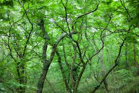 f:id:shinigami5sei:20190713001308j:plain