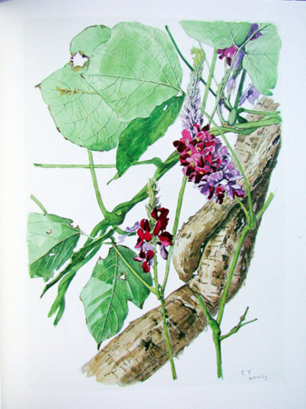 f:id:shinju-oonuki:20080919122200j:image f:id:shinju-oonuki:20080919122200j:image