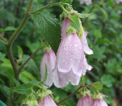f:id:shinju-oonuki:20130708180639j:image