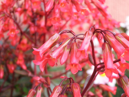 f:id:shinju-oonuki:20140418085317j:image f:id:shinju-oonuki:20140418085317j:image