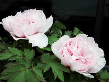 f:id:shinju-oonuki:20140422123327j:image f:id:shinju-oonuki:20140422123327j:image