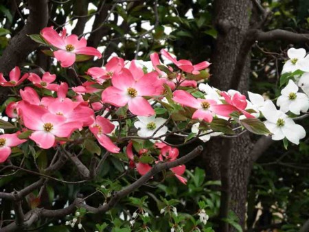 f:id:shinju-oonuki:20140422123427j:image f:id:shinju-oonuki:20140422123427j:image