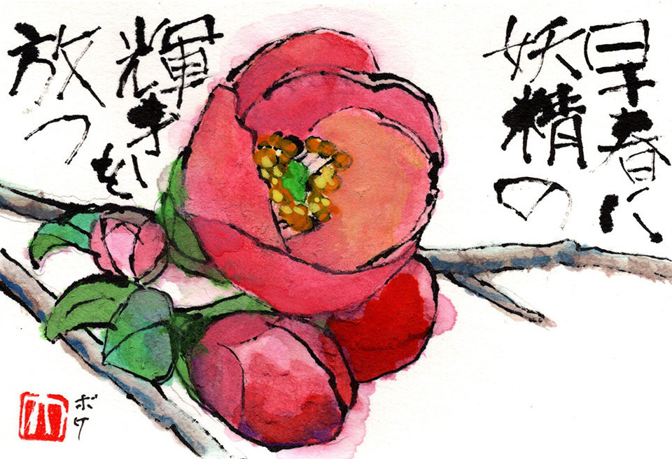 新春絵手紙第一号は西東京市中町の生垣に咲いていたボケの花