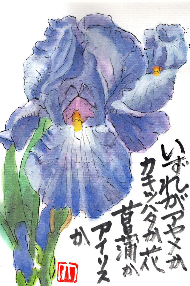 西東京の植物絵手紙（32）…西東京市泉町でアイリスの花を見つけた