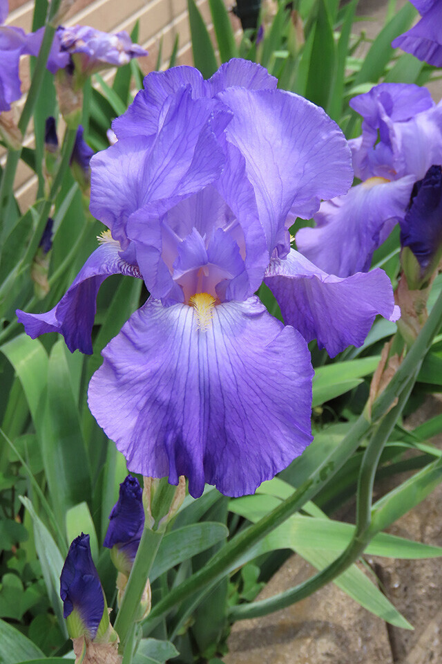 西東京の植物絵手紙（32）…西東京市泉町でアイリスの花を見つけた