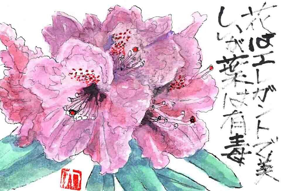 西東京の植物絵手紙（35）…西東京市泉町でシャクナゲの花を