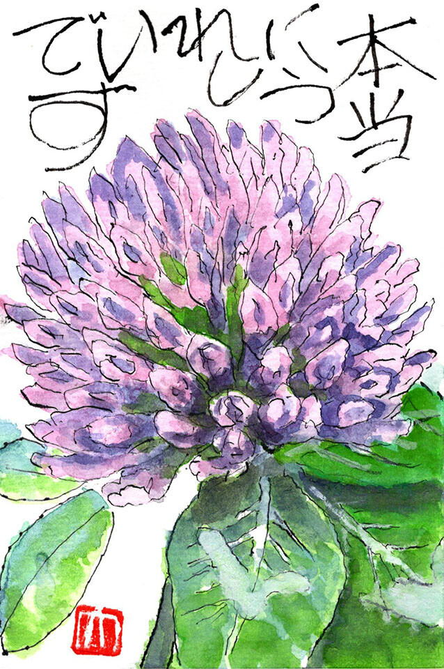 西東京の植物絵手紙（45）…西東京市南町でアカツメクサの花を見つけた