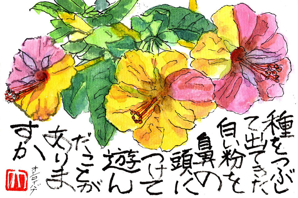 西東京の植物絵手紙（67）…西東京市谷戸町でオシロイバナの花に出会っ