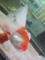 [金魚]