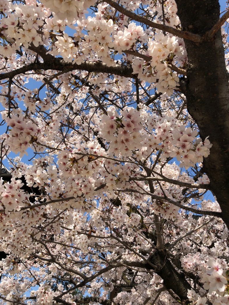 f:id:shino-yok:20180328134533j:plain f:id:shino-yok:20180328134533j:plain
