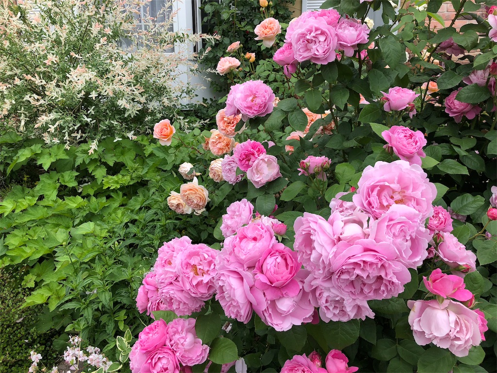 f:id:shino24aus:20180621180200j:image f:id:shino24aus:20180621180200j:image