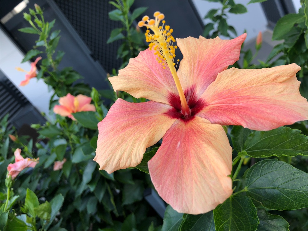 f:id:shino24aus:20190331171444j:image f:id:shino24aus:20190331171444j:image