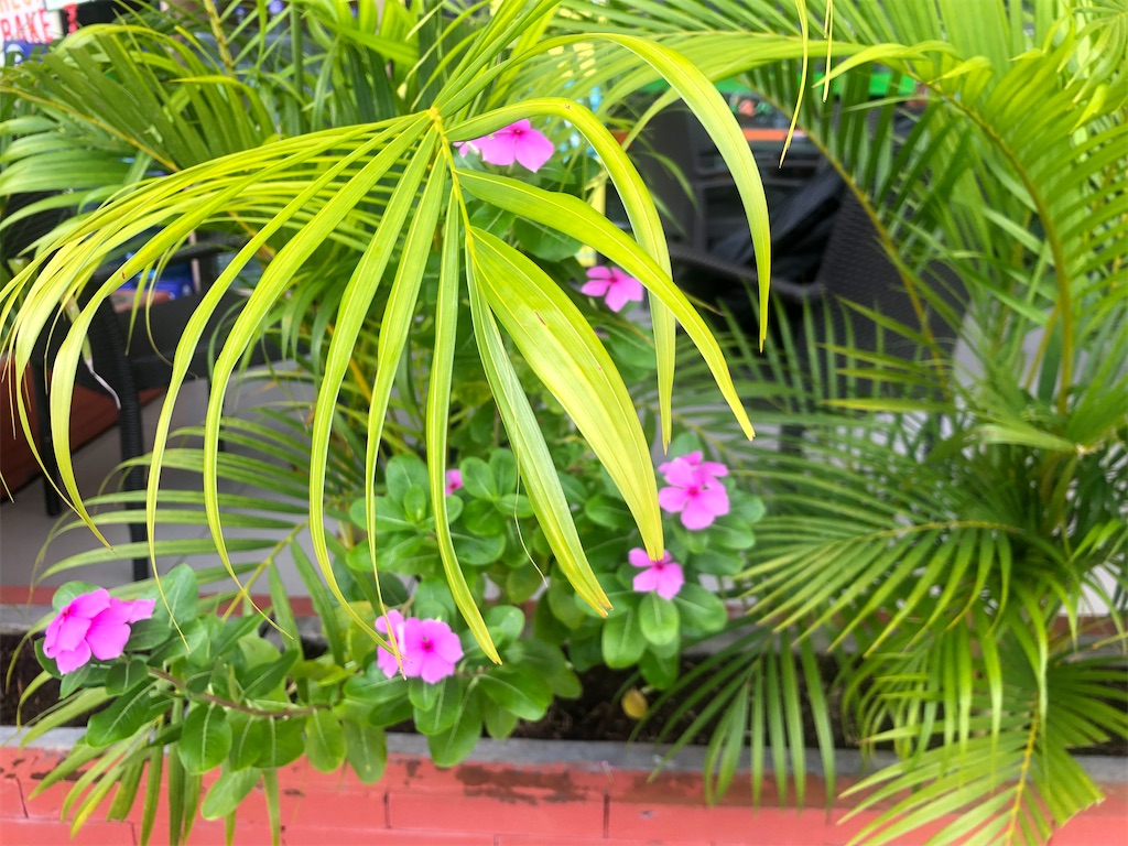 f:id:shino24aus:20200311100954j:image f:id:shino24aus:20200311100954j:image