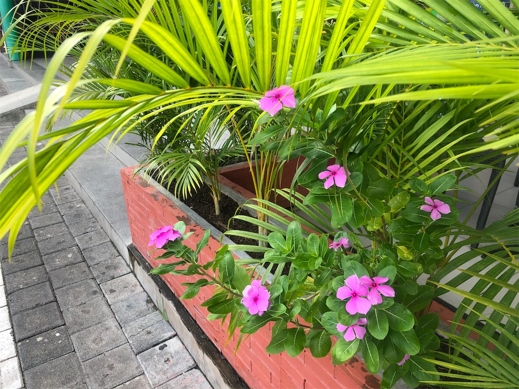 f:id:shino24aus:20200311132619j:image f:id:shino24aus:20200311132619j:image