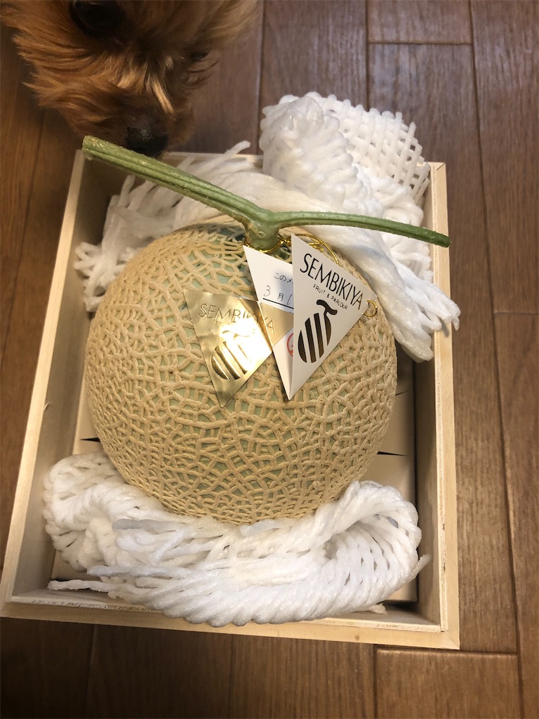 f:id:shinobigroup:20210315212502j:image f:id:shinobigroup:20210315212502j:image