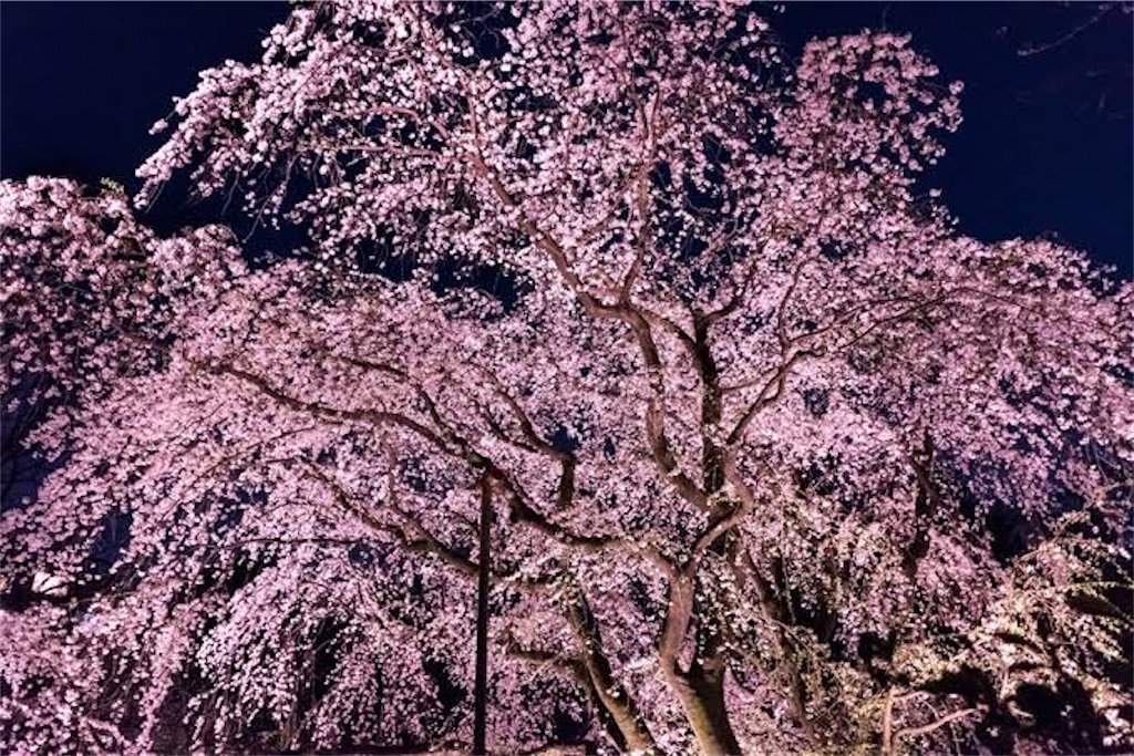f:id:shinobigroup:20210403214837j:image f:id:shinobigroup:20210403214837j:image