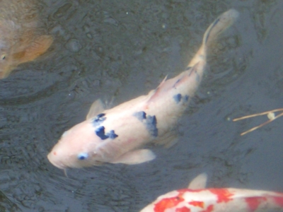 [三溪園・横浜]