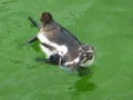 [葛西臨海水族園]