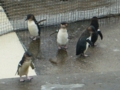 [葛西臨海水族園]